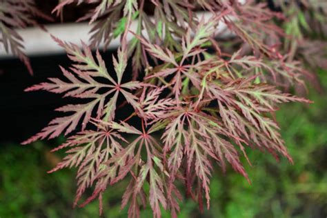 They are found in nearly any temperate region with vegetation. Dwarf Japanese Maples | HGTV