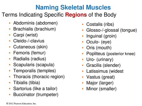 Chapter 11 The Muscular System Ppt Download