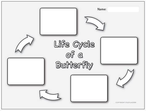 Life Cycle Of A Butterfly Worksheet 1 Studyladder Interactive