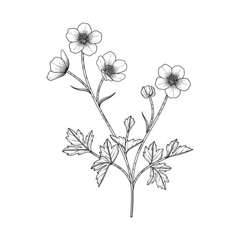 Hand Drawn Buttercup Floral Illustration 2883012 Vector Art At Vecteezy