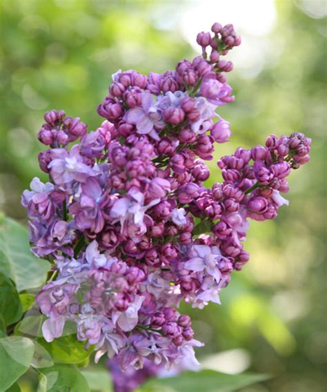Syringa vulgaris dark purple lilac bush. Lilac Charles Joly (Syringa vulgaris 'Charles Joly')