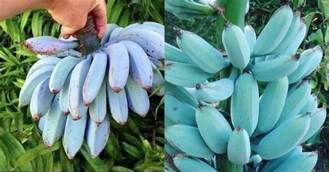 These Magical Blue Java Bananas Taste Just Like Ice Cream And Have