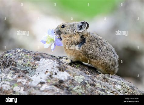 Pika With Flower Banque De Photographies Et Dimages à Haute Résolution