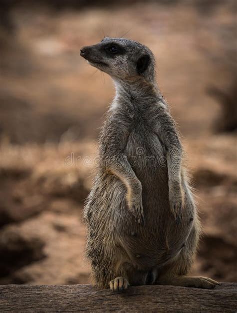Portrait Of A Young Pregnant Meerkat Sitting On A Log Stock Photo