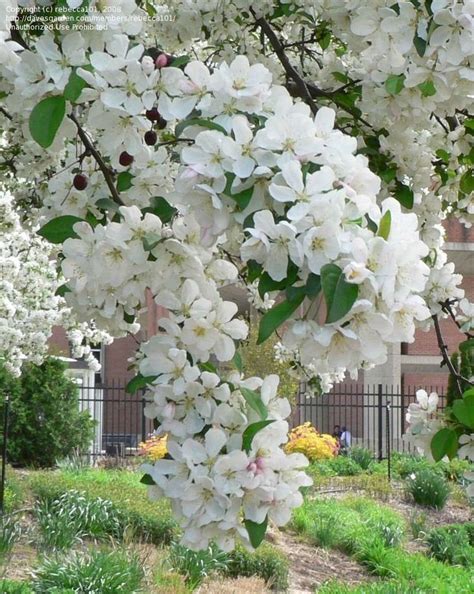 Blooming Mid May Zone 5a Allen Centennial Garden Uw Madison White