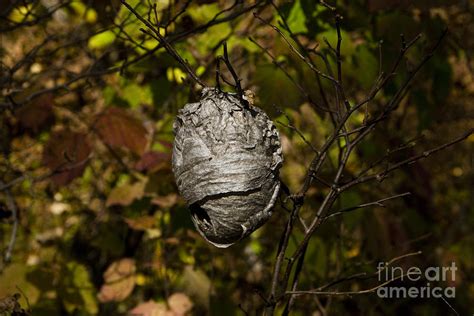 Bald Faced Hornet Nest Photograph By Linda Freshwaters Arndt Fine Art