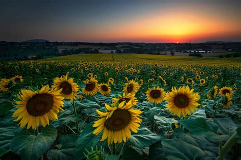 Download Sunrise Field Yellow Flower Flower Summer Nature Sunflower 8k