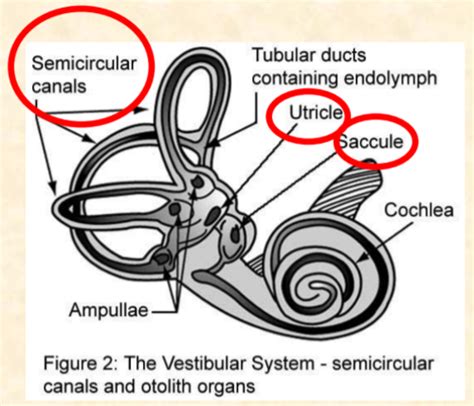 Pl8 Vestibular Apparatus Flashcards Quizlet