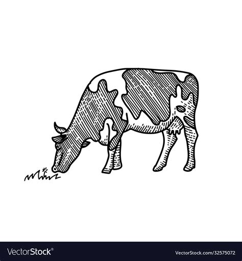Young Cow Eating Grass Hand Drawn Drawing Suited Vector Image