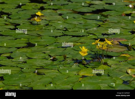 Fringed Water Lily Yellow Floating Heart Water Fringe Nymphoides