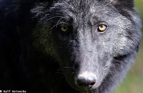 Taehyung jeune loup garou oméga maltraité et sequestré depuis sa plus jeune enfance ( c'est très joyeux je sais. Black Eastern Wolf - Parc Animalier de Sainte-Croix ...