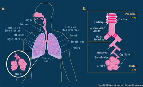 Pathological shapes of the chest can be caused either by chronic diseases of the lungs and pleura (emphysematous, paralytic chest), or by pathology of the. Lung Anatomy and Structure infographic - LifeMap Discovery