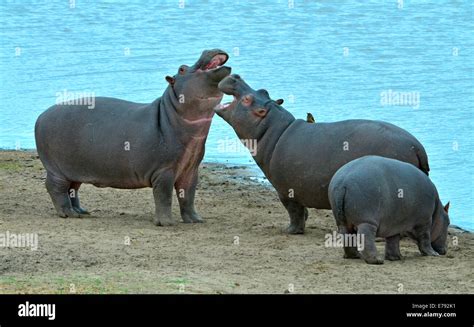 Two Hippos Biting Each Other On Shore Of Dam Kruger Park South Africa