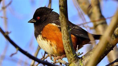 6 Types Of Towhee Birds And Eastern Towhee Identification