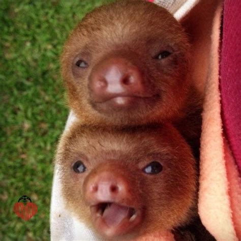 Pets friendly and care concept. 20 Super Cute Sloth Photos - Travels And Living