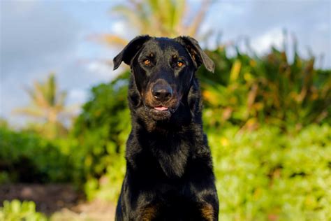 We excluded four movies because the dog was not a main character: Beauceron Dog Breed » Everything About Beauceron