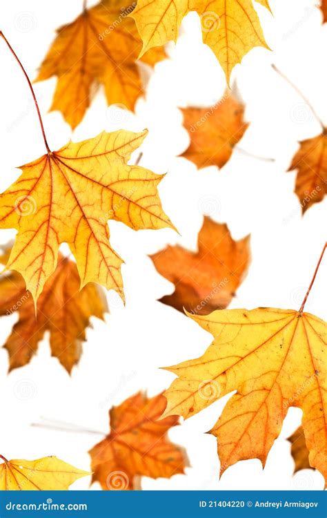 Maple Leaves Fall Stock Photo Image Of Maple Pattern 21404220