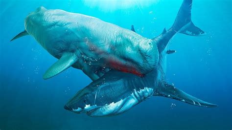 5 Biggest Megalodon Enemies Ever Existed Youtube