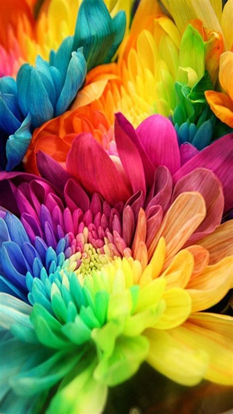 Colorful Flower Screensavers Rainbow Rose Iphone 5s Wallpaper Rainbow