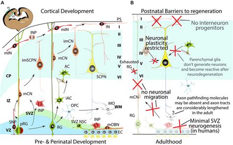 Cortical Development And Barriers To Regeneration A Schematic