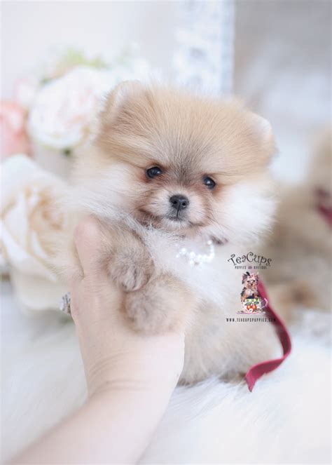 Wolf Sable Pomeranian Puppies Teacup Puppies And Boutique