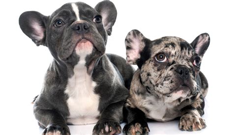 Can French Bulldogs Mate Understanding The Mating Process Of French
