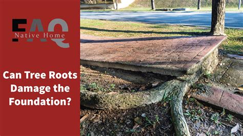 Can Tree Roots Damage The Foundation