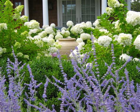 Winter protection may be necessary, especially. Hydrangea Boxwood Ideas, Pictures, Remodel and Decor