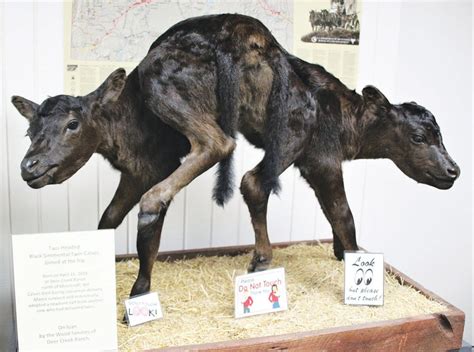 Conjoined Twin Calves Moorcroft Leader