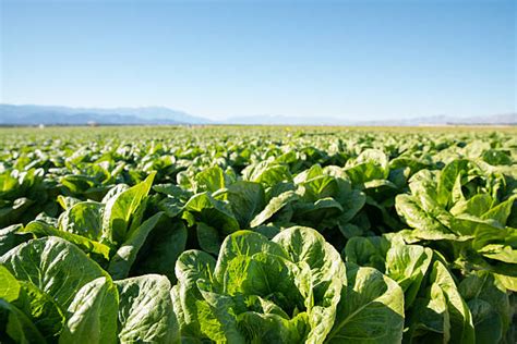 77100 Lettuce Farm Stock Photos Pictures And Royalty Free Images Istock