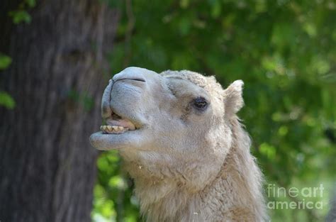 The explorers didn't :, even when their food supplies ran out. Camel Sticking His Tongue Out Photograph by DejaVu Designs