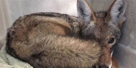 Wife Pranks Husband With Photoshopd Pictures Of Adopted Coyote