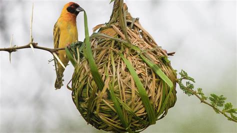 Most Amazing Nests In The Animal Kingdom Youtube