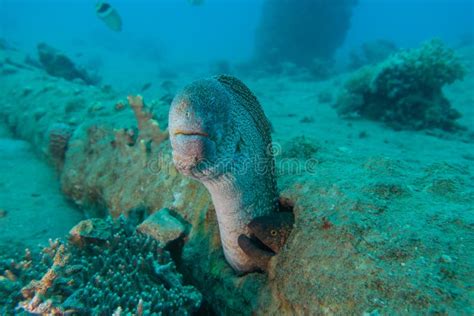 Moray Eel In The Red Sea Eilat Israel Ae Stock Photo Image Of Fish