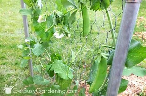 Its Fun And Easy To Trellis Peas Growing Peas Vertically Is A Great