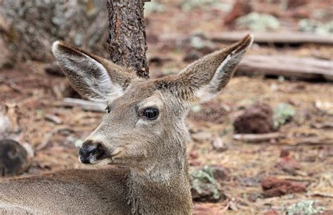 Female Deer With Fawn Stock Photo Image Of Outdoors 96165314