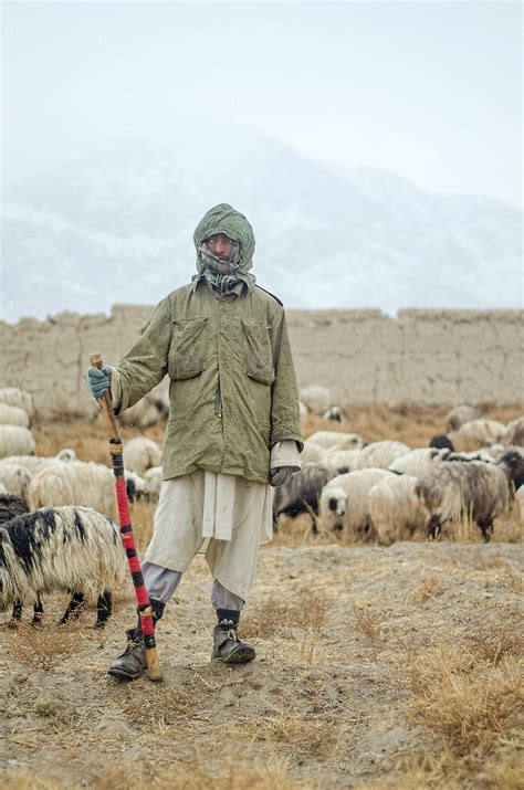 A Shepherd Standing With A Stick In His Hands Guarding His Sheep By