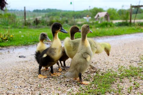 Check spelling or type a new query. Squash Blossom Farm: Duck , Duck, Goose