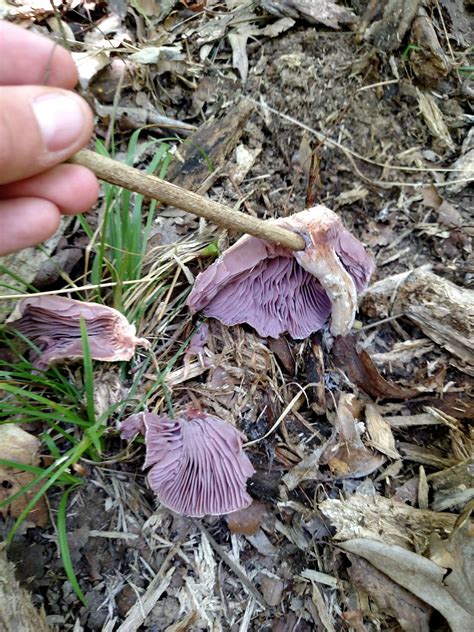 Ohio Id Plus A Few Edible Finds Mushroom Hunting And