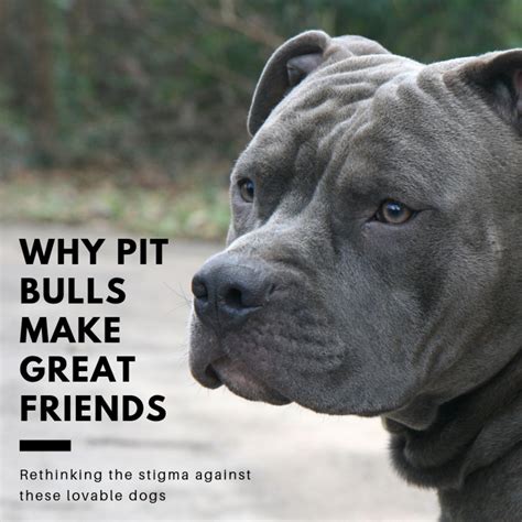 Not All Pit Bulls Are Dangerous Why They Deserve A Second Chance