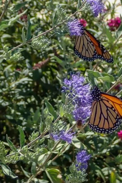 Growing Butterfly Bushes How To Plant And Grow This Big Blooming Shrub