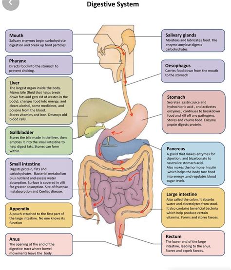 Basic Anatomy Organs