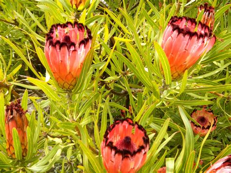 Trees are a special passion that i hope will prove infectious. Proteus, Australian native plant | Australian native ...