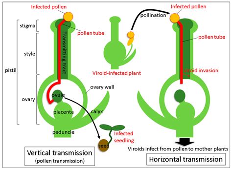 Viruses Free Full Text Vertical And Horizontal Transmission Of