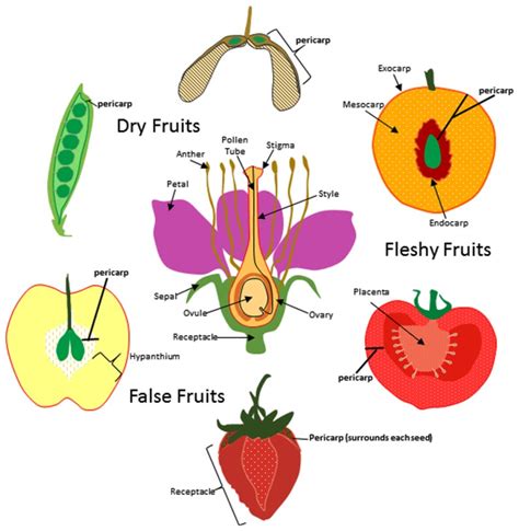 Origin Of Fruit Tissue Layers In Dry Fleshy And False Fruits For Download Scientific Diagram