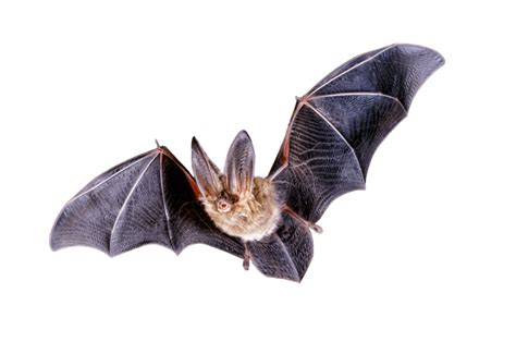Flying Bat Png PNG Image Collection