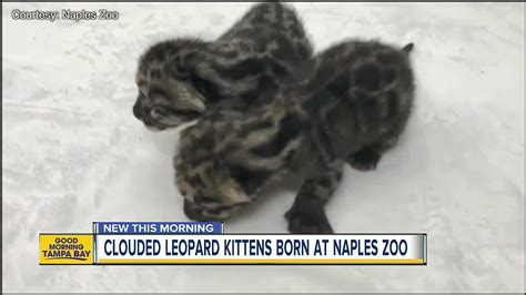 Endangered Clouded Leopard Kittens Born At Naples Zoo