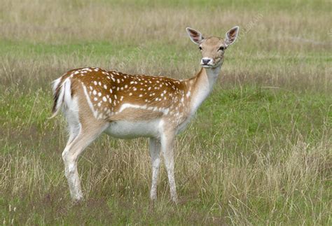 Fallow Deer Doe Stock Image C0243228 Science Photo Library