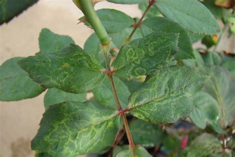 Pp338pp338 Rose Mosaic Virus A Disease Caused By A Virus Complex And