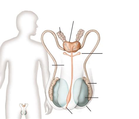 Male Reproductive System Quiz By T Rev19